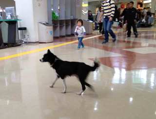 hachi_7.jpg